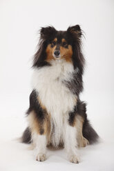 Rough Collie, Hündin, schwarz-tri - HTF000401