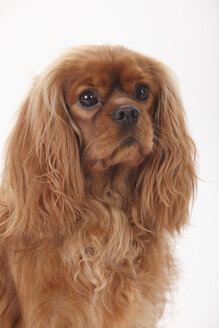 Cavalier King Charles Spaniel, männlich, rubinrot - HTF000416