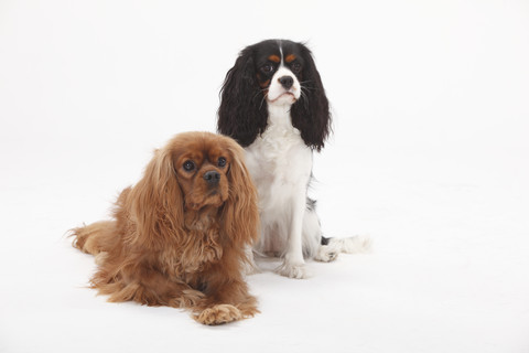 Cavalier King Charles Spaniel, Rüde, rubinrot, und Hündin, dreifarbig, lizenzfreies Stockfoto