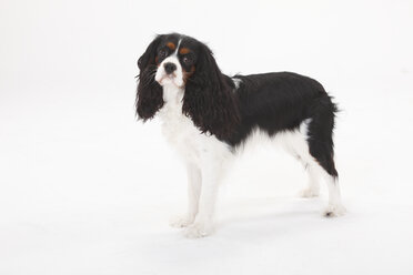 Cavalier King Charles Spaniel - HTF000419