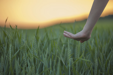 Germany, Rhineland-Palatinate, Hand touching wheat field in early summer stock photo