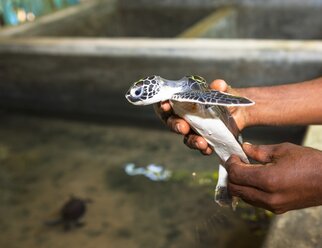 Sri Lanka, Hegalla Piyagama, Kosgoda, Aufzuchtstation für Meeresschildkröten - AM001982