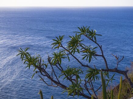 Karibik, St. Lucia, Blühende Plumeria alba - AMF001897