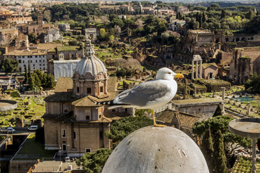 Italien, Rom, Möwe vor dem Forum Romanum - EJWF000338