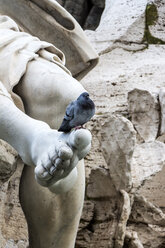 Italien, Rom, Piazza Navona, Taube auf der Fontana dei Quattro Fiumi - EJWF000350