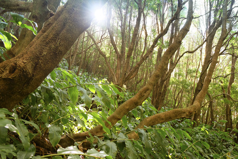 Portugal, Azoren, Sao Miguel, Urwald bei Lagoa Verde, lizenzfreies Stockfoto