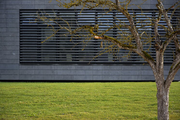 Deutschland, Baden-Württemberg, Sigmaringen, Baum vor einem modernen Gebäude - AXF000629