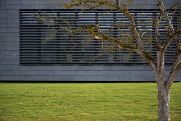 Germany, Baden-Wuerttemberg, Sigmaringen, tree in front of a modern building - AXF000629