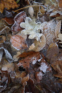 Herbstlaub mit Raureif, Teilansicht - AXF000632