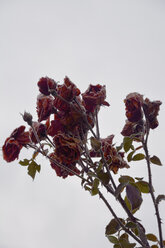 Blasse Rosen (Rosa corymbifera) vor hellem Hintergrund - AXF000655