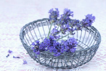 Lavendelzweige (Lavendula angustifolia) im Drahtkorb - ASF005275