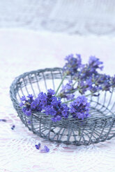 Lavendelzweige (Lavendula angustifolia) im Drahtkorb - ASF005276