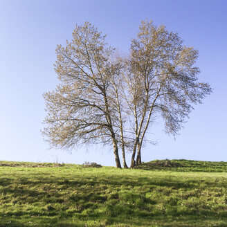 Birke, Breisgau im Schwarzwald, Gemeinde Au, Baden Württemberg, Deutschland - DRF000576