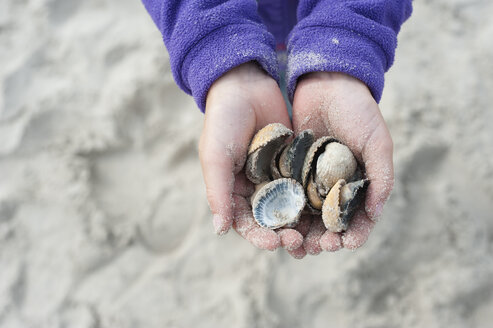 Denmark, Jutland, Vejers, hands with mussels - JBF000091