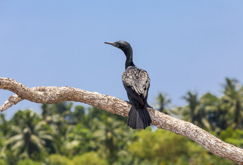 Sri Lanka, Südprovinz, Kormoran (Phalacrocorax niger) - AMF001990