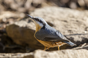 Germany, Hesse, Bad Soden-Allendorf, Eurasian Nuthatch, Sitta europaea - SR000384