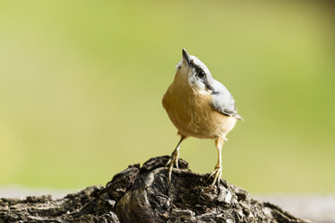 Germany, Hesse, Bad Soden-Allendorf, Eurasian Nuthatch, Sitta europaea - SR000435