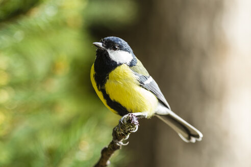 Deutschland, Hessen, Bad Soden-Allendorf, Kohlmeise, Parus major, auf einem Ast sitzend - SR000464