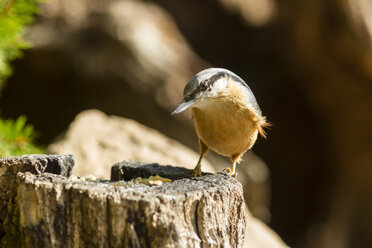 Germany, Hesse, Bad Soden-Allendorf, Eurasian Nuthatch, Sitta europaea - SR000434