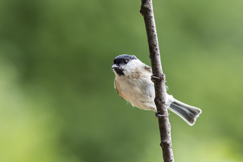 Deutschland, Hessen, Bad Soden-Allendorf, Sumpfmeise, Poecile palustris, auf einem Ast sitzend, lizenzfreies Stockfoto