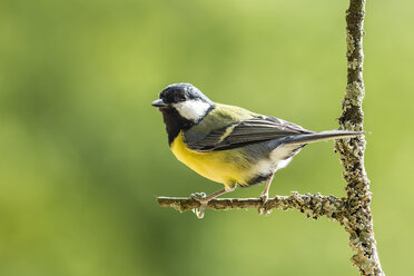 Germany, Hesse, Bad Soden-Allendorf, Great tit perching on branch - SR000431