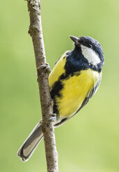 Germany, Hesse, Bad Soden-Allendorf, Great tit perching on branch - SR000438