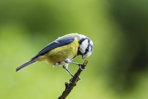 Deutschland, Hessen, Bad Soden-Allendorf, Blaumeise, Cyanistes caeruleus, auf einem Ast sitzend - SR000428