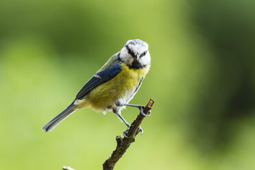 Deutschland, Hessen, Bad Soden-Allendorf, Blaumeise, Cyanistes caeruleus, auf einem Ast sitzend - SR000427