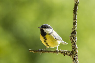Germany, Hesse, Bad Soden-Allendorf, Great tit perching on branch - SR000425