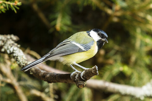 Germany, Hesse, Bad Soden-Allendorf, Great tit perching on branch - SR000423