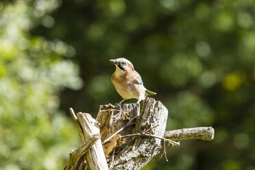 Deutschland, Hessen, Bad Soden-Allendorf, Eichelhäher, Garrulus glandarius - SR000420