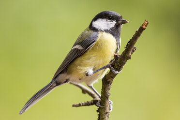 Germany, Hesse, Bad Soden-Allendorf, Great tit perching on branch - SR000418