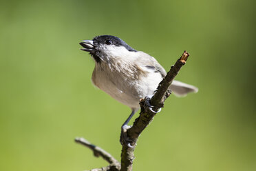 Deutschland, Hessen, Bad Soden-Allendorf, Sumpfmeise, Poecile palustris, auf einem Ast sitzend - SR000417