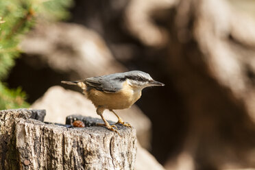 Germany, Hesse, Bad Soden-Allendorf, Eurasian Nuthatch, Sitta europaea, perching on tree bole - SR000416