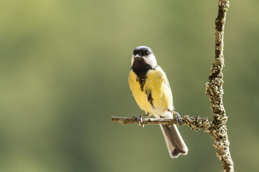 Germany, Hesse, Bad Soden-Allendorf, Great tit perching on branch - SR000415