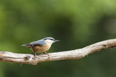 Germany, Hesse, Bad Soden-Allendorf, Eurasian Nuthatch, Sitta europaea, perching on branch - SR000414