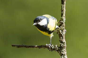 Germany, Hesse, Bad Soden-Allendorf, Great tit perching on branch - SR000465