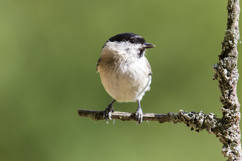 Deutschland, Hessen, Bad Soden-Allendorf, Sumpfmeise, Poecile palustris, auf einem Ast sitzend, lizenzfreies Stockfoto