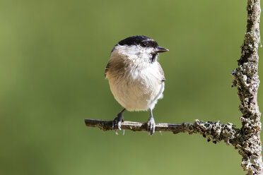 Deutschland, Hessen, Bad Soden-Allendorf, Sumpfmeise, Poecile palustris, auf einem Ast sitzend - SR000411