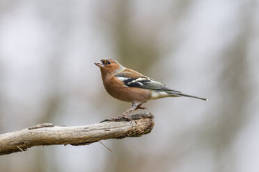 Germany, Hesse, Bad Soden-Allendorf, Chaffinch, Fringilla coelebs - SR000410