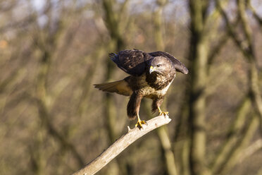 Deutschland, Hessen, Mäusebussard, Buteo buteo - SR000409