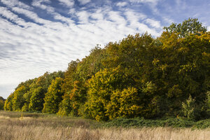 Deutschland, Brodten, Herbstliche Bäume - SR000443