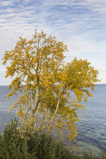 Deutschland, Brodten, Herbstliche Bäume - SR000444