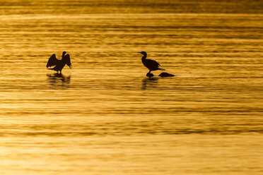 Germany, Timmendorfer Strand, Cormorants at Baltic Sea - SR000408