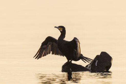 Deutschland, Timmendorfer Strand, Kormoran an der Ostsee - SR000407