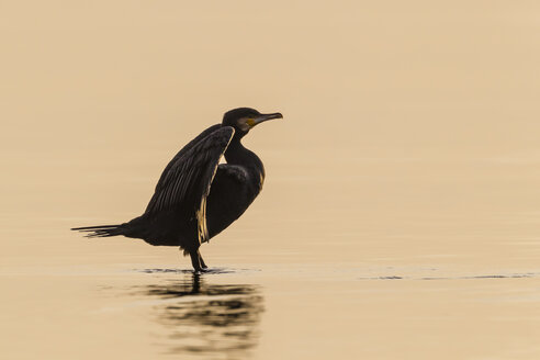 Deutschland, Timmendorfer Strand, Kormoran an der Ostsee - SR000447