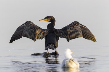 Deutschland, Timmendorfer Strand, Kormoran und Möwe an der Ostsee - SR000406