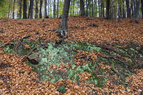 Deutschland, Fuldabruck, Laub im Wald - SR000450