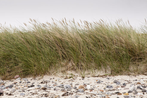 Deutschland, Fehmarn, Strandhafer auf Düne - SR000452