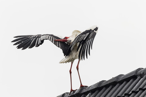 Germany, Stork on roof stock photo